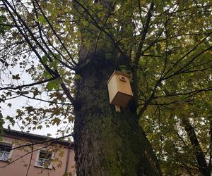 Rośliny posadzone, brakuje tylko kilku elementów. Skwer dr. Kuźniaka w Lesznie prawie gotowy