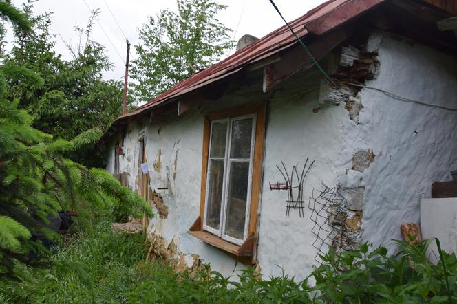 GWALCICIEL KROW NIEUCHWYTNY