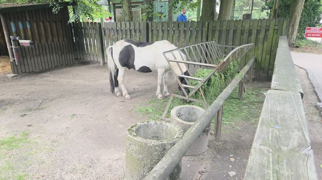 Zaglądamy do mieszkańców bydgoskiego ZOO. Kto mieszka w sercu Myślęcinka?
