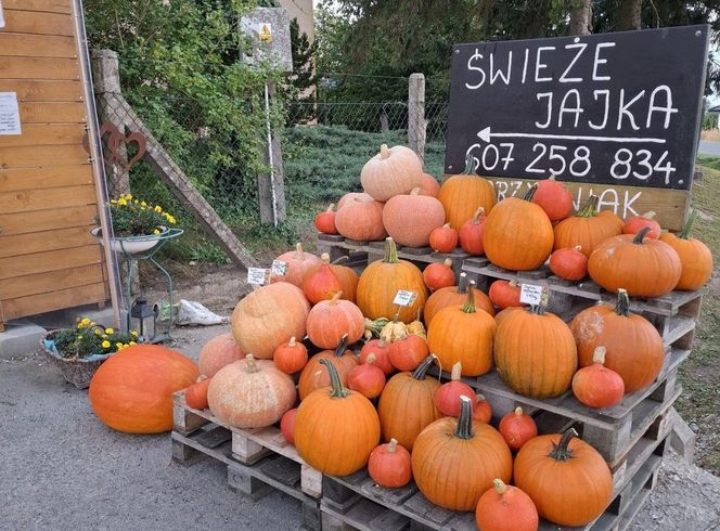 Wszystko prosto od rolnika i gospodyni spod samego gospodarstwa. Ludzie pokochali samoobsługowy warzywniak