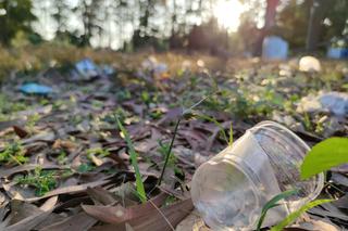 Kary za wyrzucanie śmieci do lasu w 2024