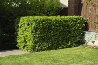 Bukszpan wieczniezielony