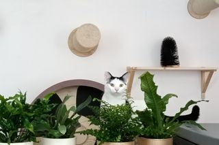 Tramwajowe koty szukają domu. Fabryka Mruczenia, mały Duńczyk i spółka polecają się do adopcji.