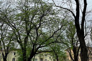 Cztery nowe pomniki przyrody w Lublinie. To olbrzymy, które w obwodzie mają razem prawie 16 metrów!