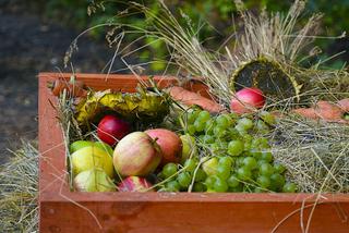 Kalendarz ogrodnika na wrzesień - najważniejsze prace, które we wrześniu trzeba zrobić w ogrodzie 