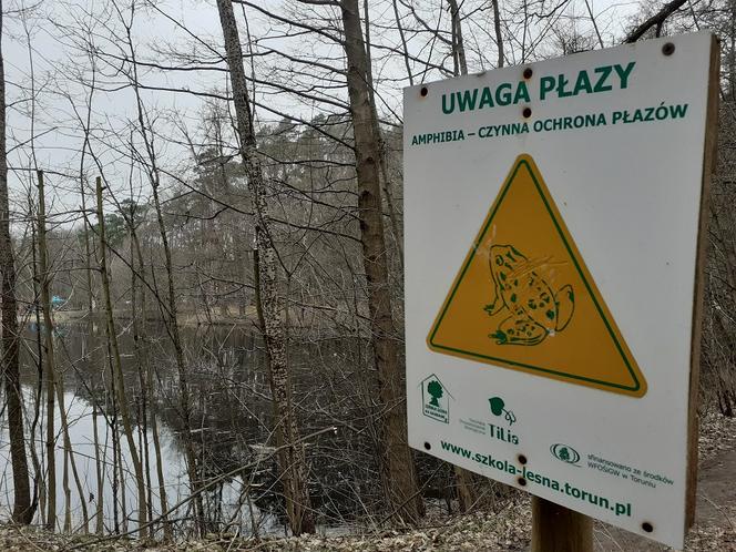 Ochrona żab na Barbarce