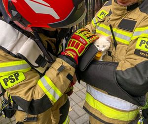 Strażacy uwolnili kotka, który wpadł do szybu okiennego