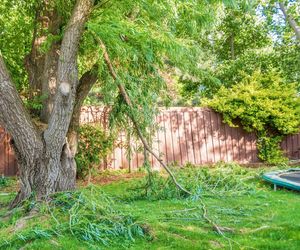 Jak uratować stare drzewa rosnące w ogrodzie?