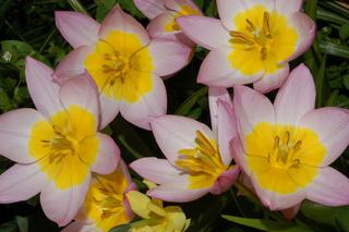 Tulipan Bakera 'Lilac Wonder' = Tulipan skalny 'Lilac Wonder' - Tulipa bakeri 'Lilac Wonder'