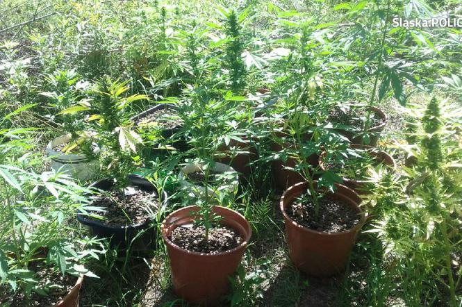 Zabrze: Kolejna plantacja marihuany zlikwidowana