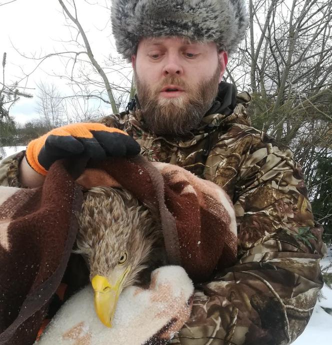 Walentynkowy bielik. Leśnicy z Zaporowa uratowali rannego ptaka