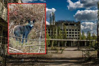 Szokujące zjawisko w Czarnobylu. W strefie zaobserwowano niebieskie psy