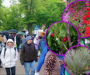 Wały Chrobrego zakwitły kolorami. Pomimo deszczu i zimna, kiermasz Pamiętajcie o ogrodach przyciąga tłumy