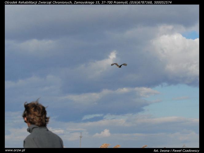 Uratowali zatrutego orła