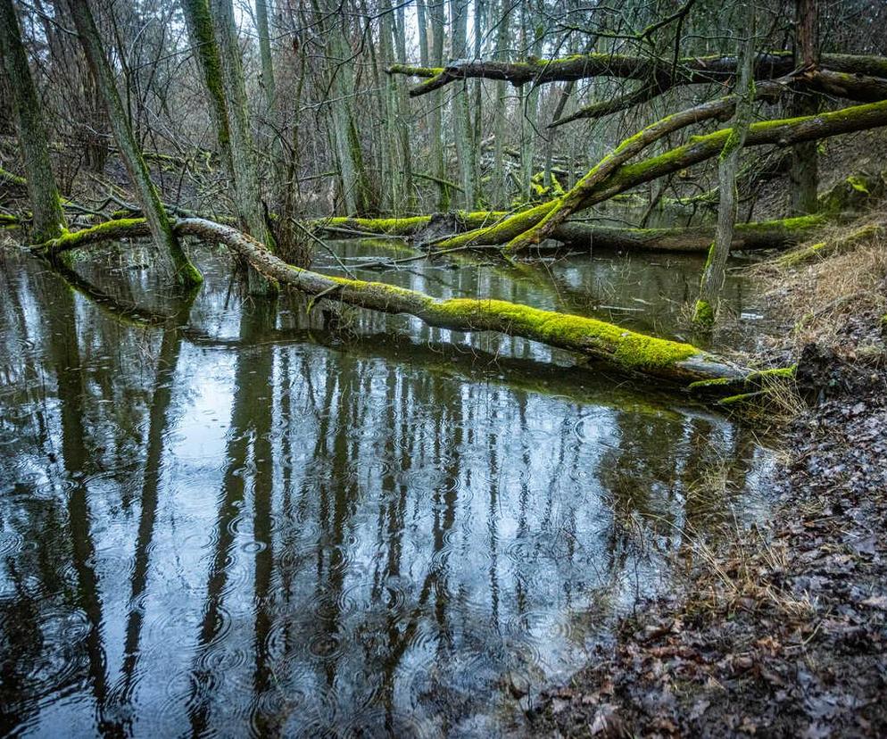 mokradło