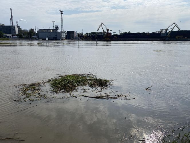 Wrocław - Odra wysoki poziom wody przy porcie miejskim (czwartek, 19.09)