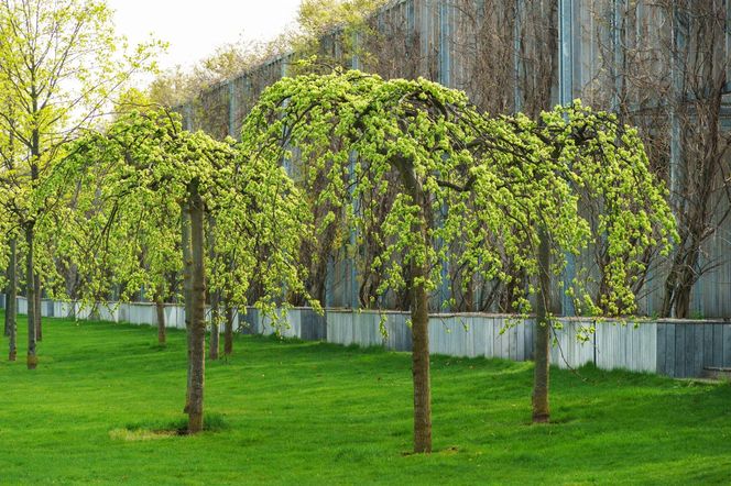 Wiąz górski 'Pendula'