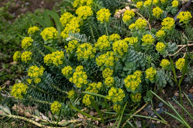 Wilczomlecz mirtowaty (Euphorbia myrsinites)