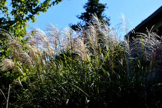 Roślinność w Lublinie zwiastuje zbliżającą się jesień