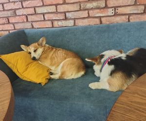 Pierwsza w Polsce kawiarnia z psami Corgi
