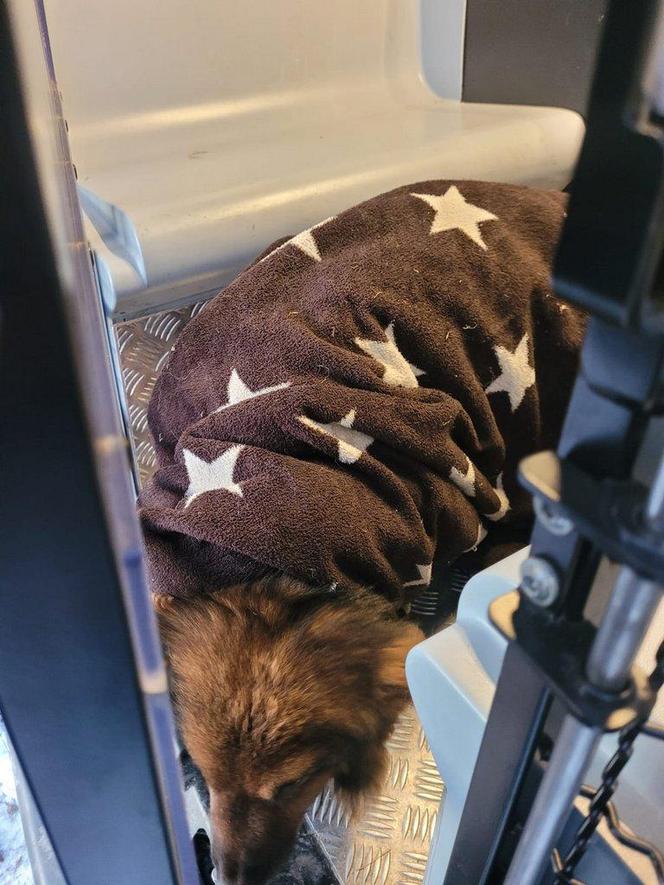 Skrajnie wycieńczone psy w Żołędowie pod Bydgoszczą. Jeden z nich nie przeżył transportu 