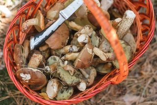 Kolejne trzy najlepsze miejsca na grzyby w Małopolsce. Pasjonaci: to dopiero początek sezonu