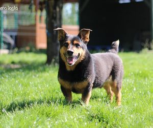 Bydgoskie schronisko prosi o wsparcie dla zwierzaków. Wiemy, czgeo potrzebują