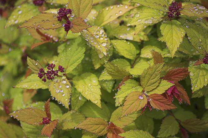 Tawuła japońska - Spiraea japonica = Spiraea x bumalda