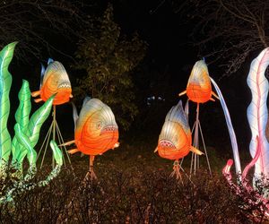 Garden of Lights we Wrocławiu