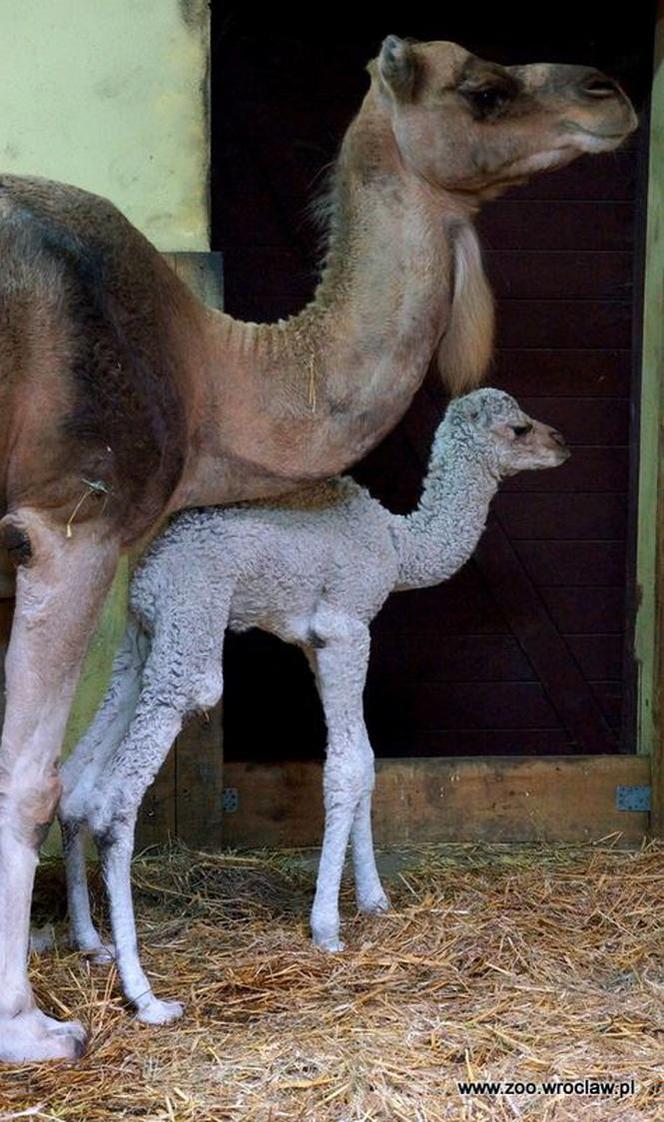 Wielbłądziatko przyszło na świat we wrocławskim zoo