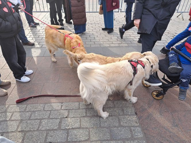 33. Finał WOŚP z grupą krakowskich Golden Retrieverów