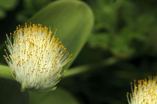 Krasnokwiat białokwiatowy - Haemanthus albiflos