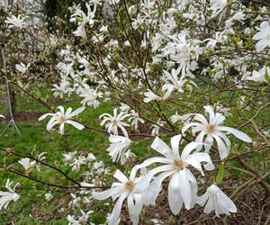 Piękne magnolie pod Poznaniem