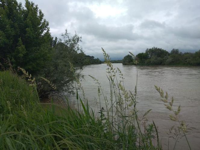 Wysoki Dunajec pod Tarnowem! Biała przy Azotach też przybiera