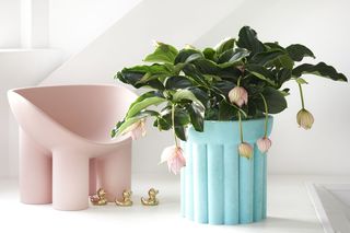 Medinilla wspaniała - Medinilla magnifica