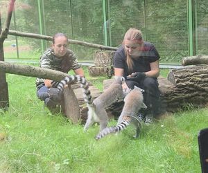 Pokazowe karmienie w myślęcińskim zoo to prawdziwy hit! Sprawdziliśmy to na miejscu