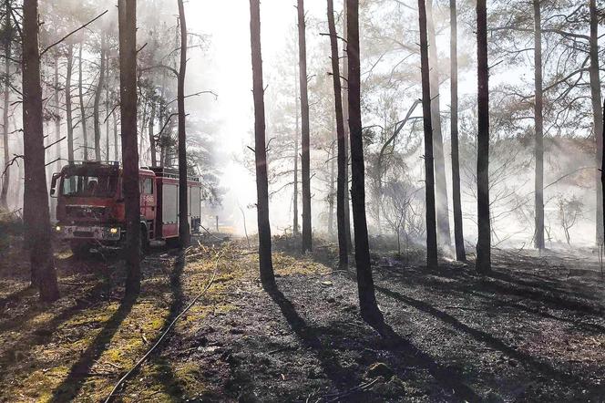 Pogoda przyjemna, ale niebezpieczna - płoną trawy i lasy w naszym regionie