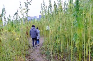 Zbiory konopi między blokami! Szokujące obrazki z Lublina