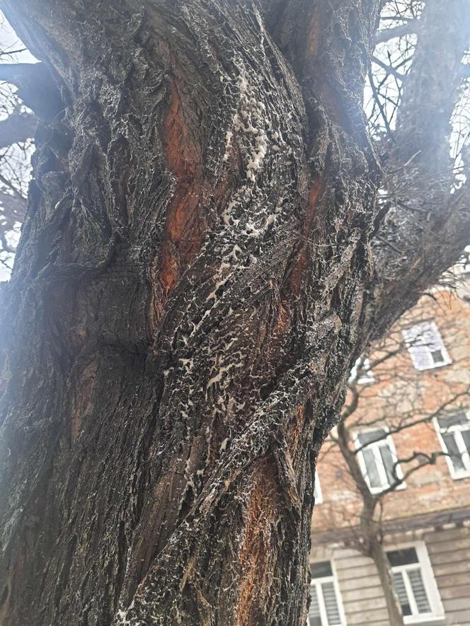 Ulica Stalowa. Po uprzątnięciu śniegu nadal widać jego resztki.