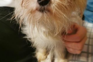 Pies zamknięty w piwnicy i skrajnie wychudzony. Pet Patrol: To żywy szkielet psa. Jest decyzja sądu ws. właścicielki