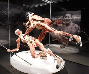 Wystawa z ludzkiego ciała. Body Worlds powróciła do Gdańska po 5 latach 