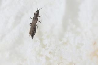 Szkodniki kwiatów doniczkowych