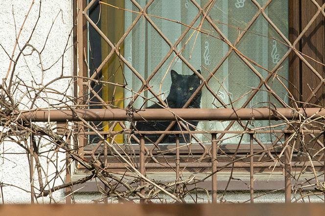 Zobacz, co Jarosław Kaczyński trzyma na parapecie