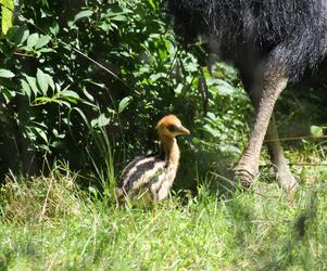 W zoo urodził się mały kazuar hełmiasty