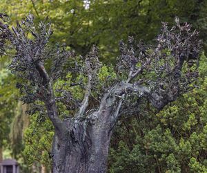 Grób Jana Kulczyka 10 lat od jego śmierci 