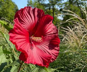 Hibiskus bagienny