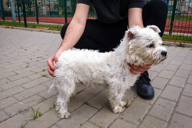 Nietypowa kradzież w Białymstoku. 19-latek ukradł psa