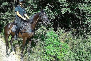 Policjanci na koniach znaleźli krzaki konopi. Rosły sobie przy drodze [ZDJĘCIA]