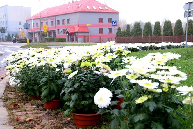 Chryzantemy ozdobiły Starachowice