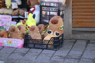 Pluszak kapibara w Zakopanem